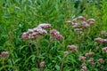 It blooms in the wild hemp agrimony Eupatorium cannabinum Royalty Free Stock Photo