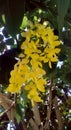 Blooms yellow clusters