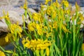 Blooms of yellow water iris in a fake garden pond Royalty Free Stock Photo