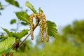 Blooms young birch