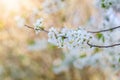 A bloomy branch of a spring tree Royalty Free Stock Photo