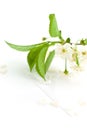 Bloomy cherry branch on a paper envelope Royalty Free Stock Photo