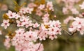 Bloomy cherry tree Royalty Free Stock Photo