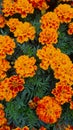 Bloomy Deep Orange Marigolds in the Garden