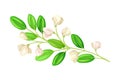Bloomy Flower Branch with Tender Florets Vector Illustration