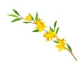 Bloomy Flower Branch with Tender Florets Vector Illustration