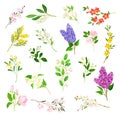 Bloomy Flower Branches with Tender Florets Big Vector Set