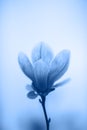 Bloomy magnolia tree with big flowers toned blue color. Royalty Free Stock Photo