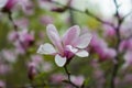 Bloomy magnolia tree