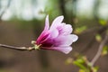 Bloomy magnolia tree