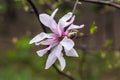 Bloomy magnolia tree