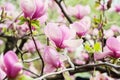 Bloomy magnolia tree with big pink flowers Royalty Free Stock Photo