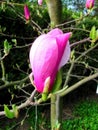 Bloomy magnolia tree with big pink flowers