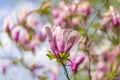 Bloomy magnolia tree with big pink flowers