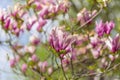 Bloomy magnolia tree with big pink flowers