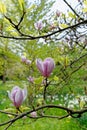 Bloomy magnolia tree with big pink flowers Royalty Free Stock Photo