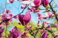 Bloomy magnolia tree with big pink flowers in garden Royalty Free Stock Photo