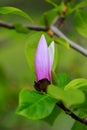 Bloomy magnolia tree with big pink flowers Royalty Free Stock Photo