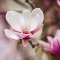 Bloomy magnolia tree with big pink flowers