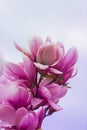 Bloomy magnolia tree with big pink flowers Royalty Free Stock Photo