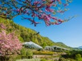 Bloomy magnolia tree with pink flowers in the garden Royalty Free Stock Photo