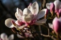 Bloomy magnolia tree. Generate Ai