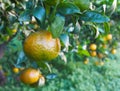 Bloomy mandarina garden in Valencia Royalty Free Stock Photo