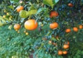 Bloomy mandarina garden in Valencia Royalty Free Stock Photo