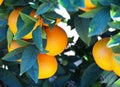 Bloomy orange garden in Valencia Royalty Free Stock Photo