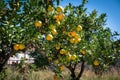 orange fruit on the trees Royalty Free Stock Photo