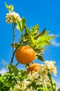 Bloomy orange tree with fruits