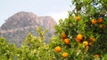 Bloomy orange tree and a mountain in Valencia, Spain Royalty Free Stock Photo