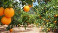 Bloomy orange tree and a mountain in Valencia, Spain Royalty Free Stock Photo