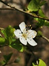 Bloossom flower spring Royalty Free Stock Photo