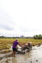 A farmer is tiring a rice field