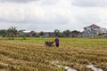 A farmer is tiring a rice field