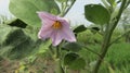 Blosom eggfruit flower