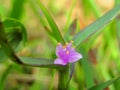 Blosom Wild PinkFlower