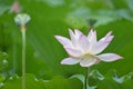 Blossemed lotus flower with seed pods Royalty Free Stock Photo