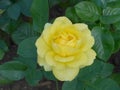 Blossming yellow rose in the garden Royalty Free Stock Photo