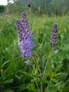 Blossming blue flowers in tundra Royalty Free Stock Photo