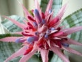 Blossming pink flower on my window Royalty Free Stock Photo