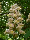 Blossming white flowers in the city Royalty Free Stock Photo