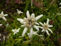 Blossming white Leontopodium in botanic garden Royalty Free Stock Photo