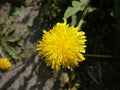 Blossming yellow flower in the city Royalty Free Stock Photo