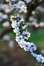 Blossom almond branch