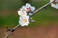 Blossom almond flower