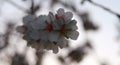 The blossom of the almond tree.