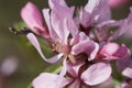 Blossom almond tree