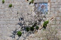 Blossom almond tree sprouted through the rough gray castle wall